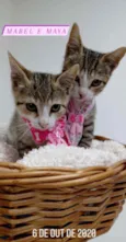 Mabel e Maya