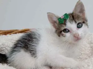 Gato raça Srd idade Abaixo de 2 meses nome Lisa e kate