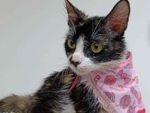 Gato raça Srd idade 2 a 6 meses nome Cleo