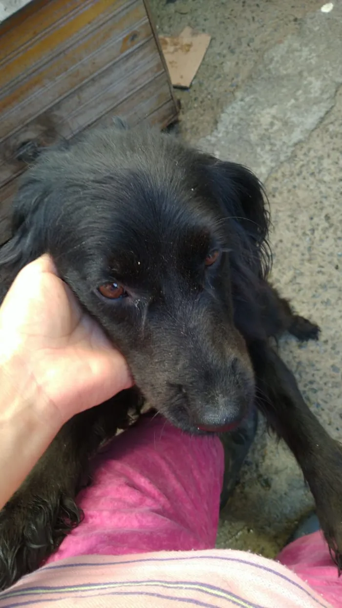 Cachorro ra a SRD idade 2 anos nome Belinha