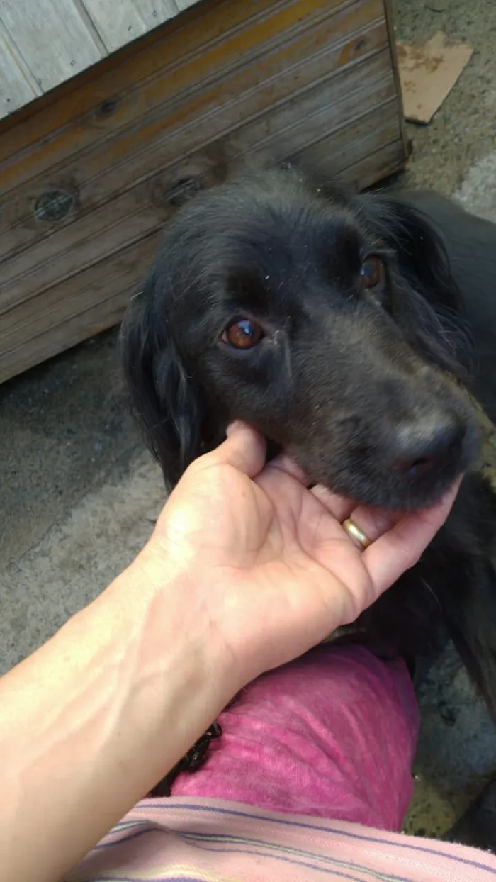 Cachorro ra a SRD idade 2 anos nome Belinha