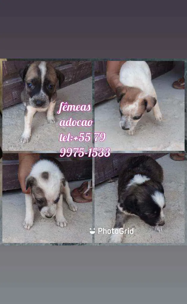Cachorro raça Srd idade Abaixo de 2 meses nome Filhotes