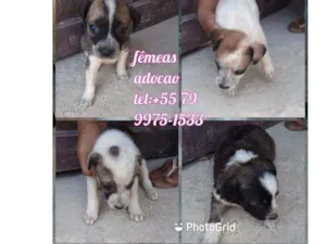 Cachorro raça Srd idade Abaixo de 2 meses nome Filhotes