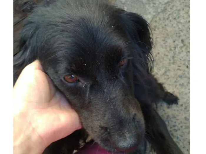 Cachorro ra a SRD idade 2 anos nome Belinha