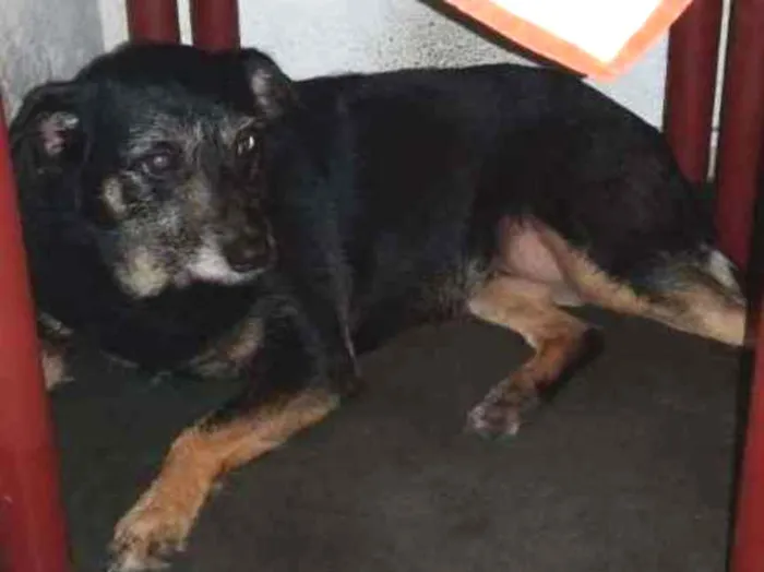 Cachorro ra a Vira-lata idade 5 anos nome Kiara