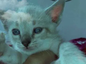 Gato raça Sem raça  idade 2 a 6 meses nome O dono vai escolher 