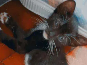 Gato raça Sem raça idade 2 a 6 meses nome O dono vai escolher 