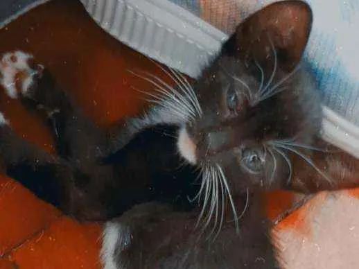 Gato ra a Sem raça idade 2 a 6 meses nome O dono vai escolher 