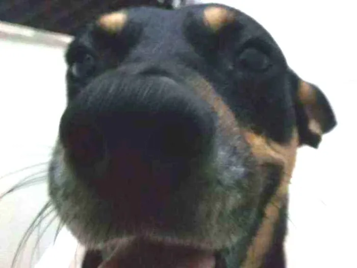 Cachorro ra a SRD idade 2 anos nome Sexta-feira