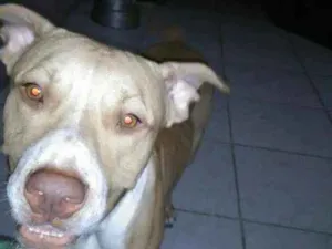 Cachorro raça Pitbull idade 1 ano nome Thor 