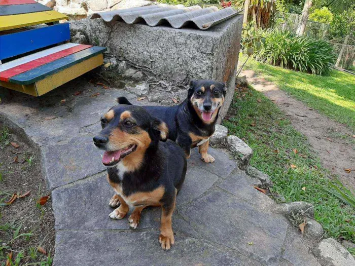 Cachorro ra a Mix Basset idade 4 anos nome LUNA & LOLA