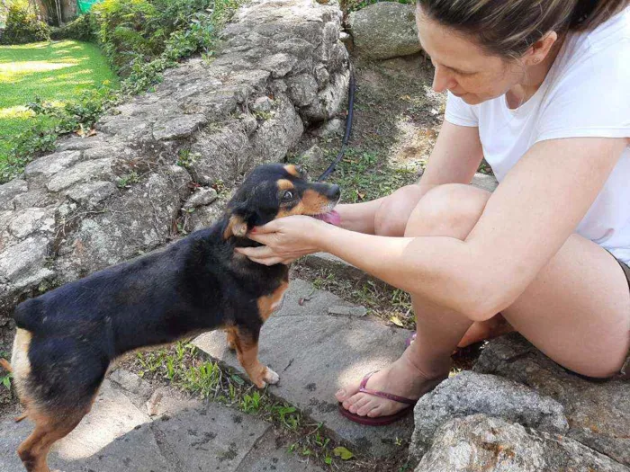 Cachorro ra a Mix Basset idade 4 anos nome LUNA & LOLA