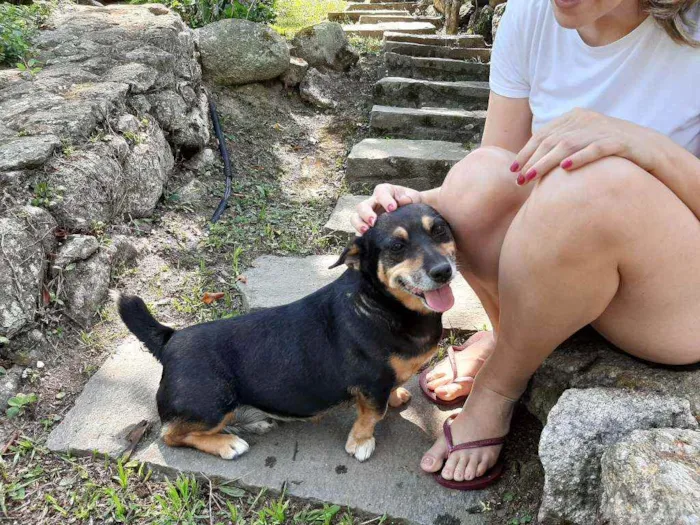 Cachorro ra a Mix Basset idade 4 anos nome LUNA & LOLA