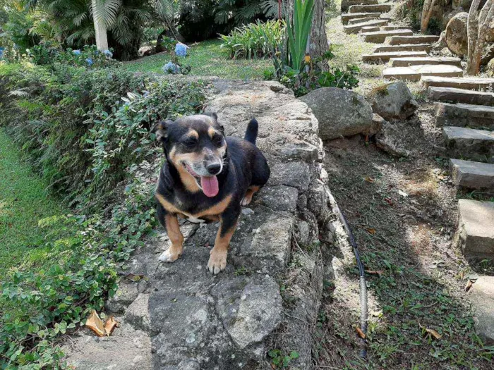 Cachorro ra a Mix Basset idade 4 anos nome LUNA & LOLA