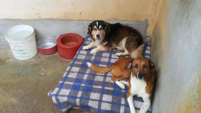 Cachorro ra a Sem raça definida idade 3 anos nome Rosinha