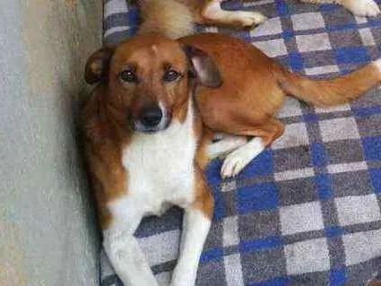 Cachorro ra a Sem raça definida idade 3 anos nome Rosinha