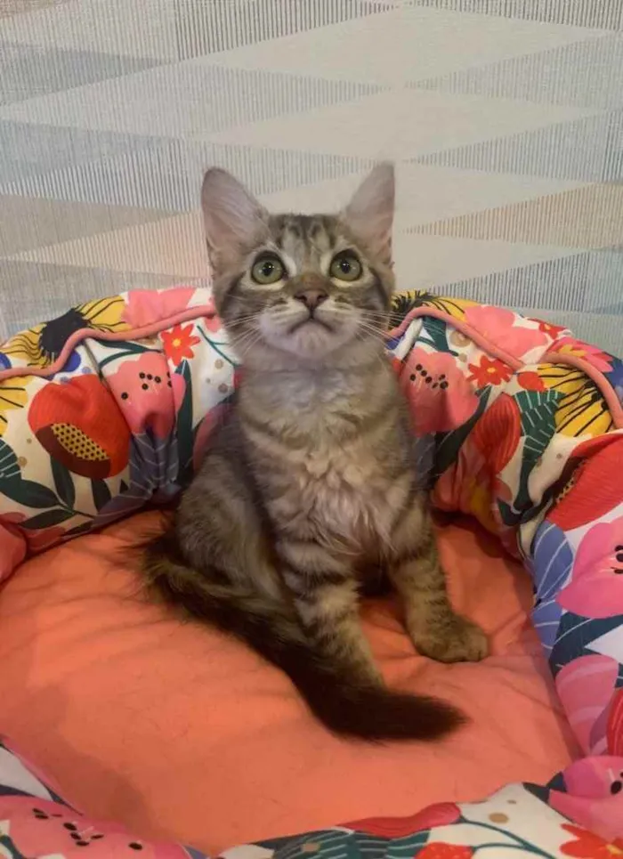 Gato ra a SRD idade 2 a 6 meses nome PITANGA