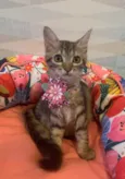 PITANGA