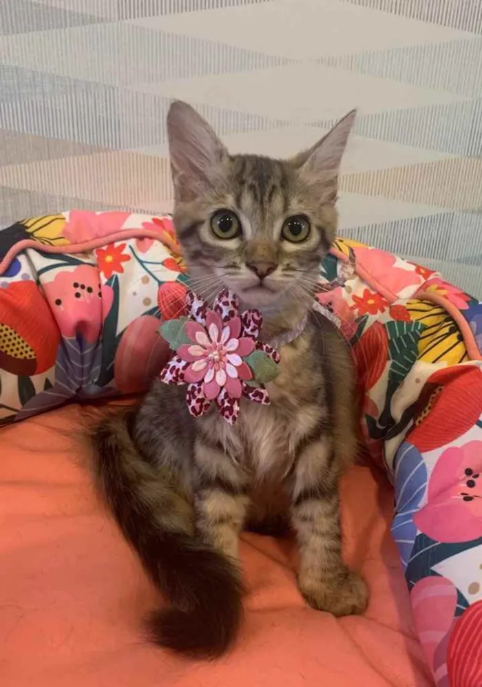 Gato ra a SRD idade 2 a 6 meses nome PITANGA
