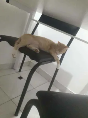 Gato raça Viralata idade  nome Mel