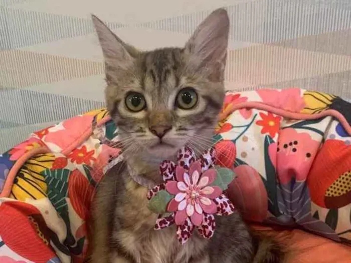 Gato ra a SRD idade 2 a 6 meses nome PITANGA