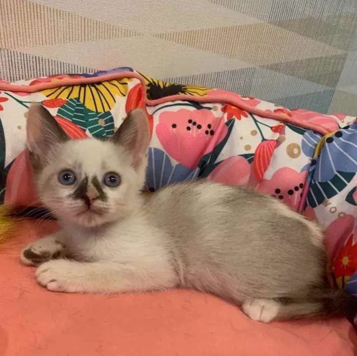 Gato ra a SRD idade 2 a 6 meses nome COOKIE