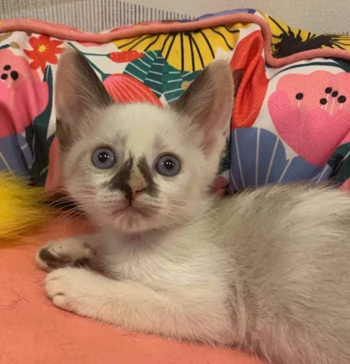 Gato ra a SRD idade 2 a 6 meses nome COOKIE
