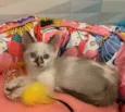 COOKIE