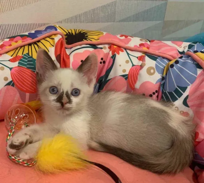 Gato ra a SRD idade 2 a 6 meses nome COOKIE