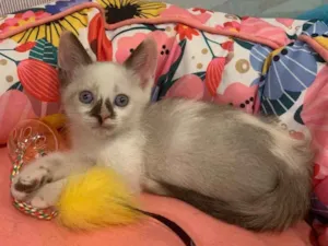 Gato raça SRD idade 2 a 6 meses nome COOKIE