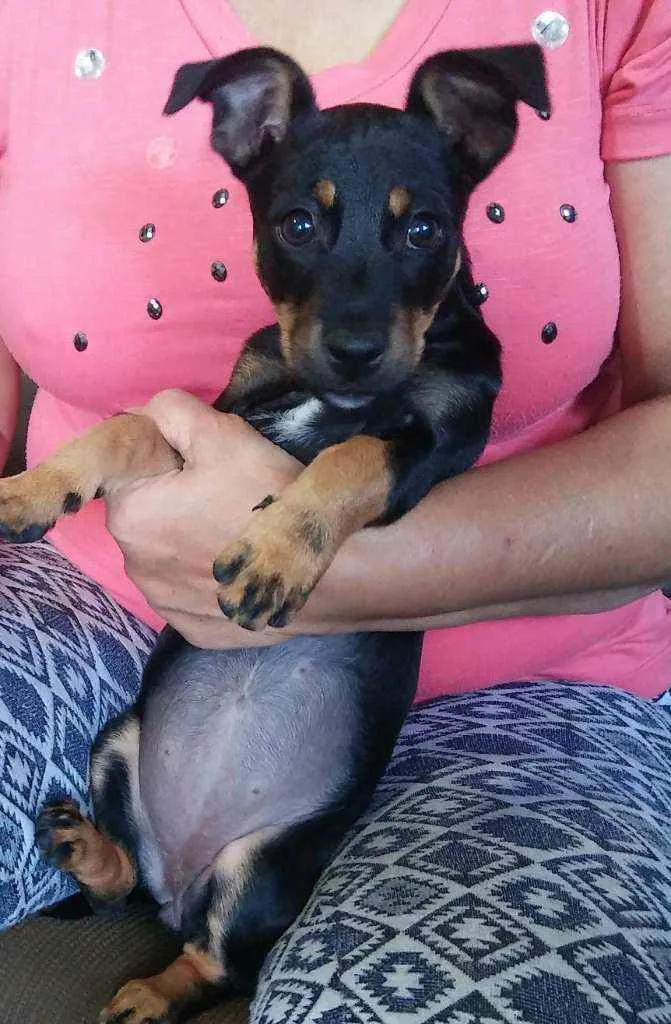 Cachorro raça Mista idade 2 a 6 meses nome Hinata