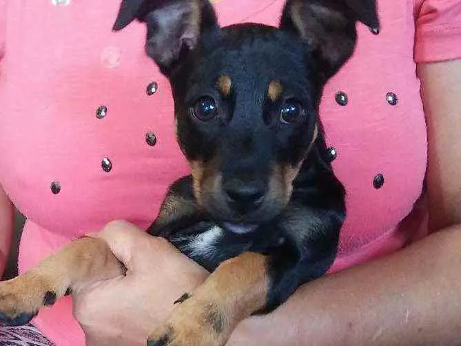 Cachorro raça Mista idade 2 a 6 meses nome Hinata