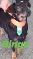Bingo