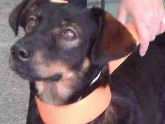 Cachorro ra a SRD idade 3 anos nome Bingo