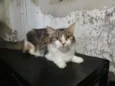 Sofia