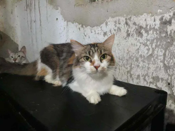 Gato ra a Srd idade 1 ano nome Sofia