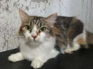 Gato raça Srd idade 1 ano nome Sofia