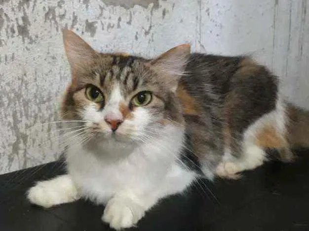 Gato ra a Srd idade 1 ano nome Sofia