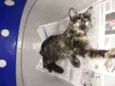 Tina