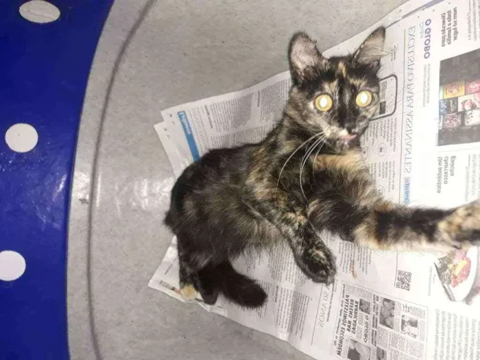 Gato ra a Srd idade 1 ano nome Tina