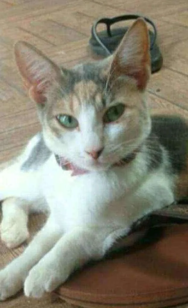 Gato ra a Sem raça idade 2 a 6 meses nome Nina