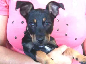 Cachorro raça Mista idade 2 a 6 meses nome Hinata