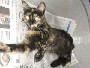 Gato raça Srd idade 1 ano nome Tina