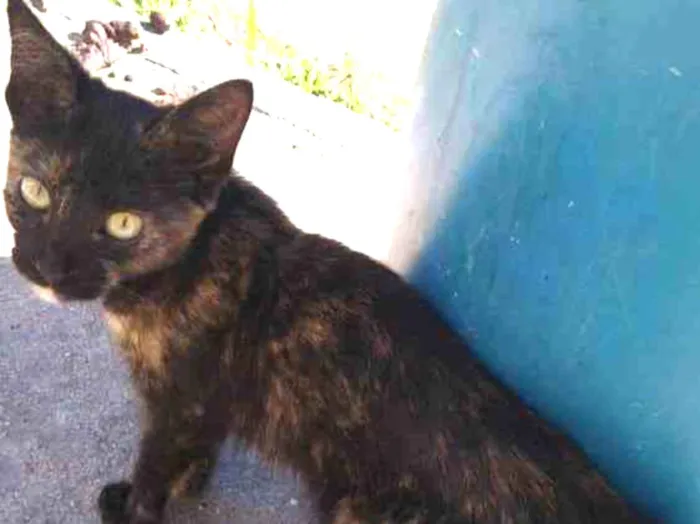 Gato ra a Srd idade 1 ano nome Tina