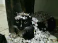 Esmeralda 