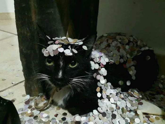 Gato ra a Vira-lata  idade 1 ano nome Esmeralda 