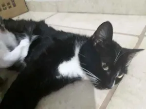 Gato raça Vira-lata  idade 1 ano nome Esmeralda 