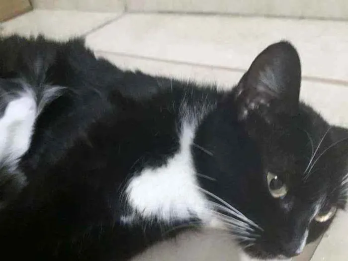 Gato ra a Vira-lata  idade 1 ano nome Esmeralda 
