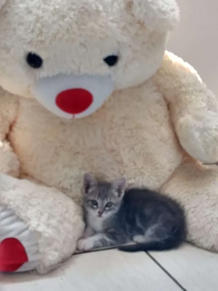 Gato raça SRD-ViraLata idade 2 a 6 meses nome Gigi