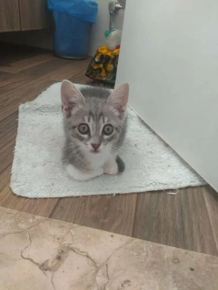 Gato raça SRD-ViraLata idade 2 a 6 meses nome Gigi